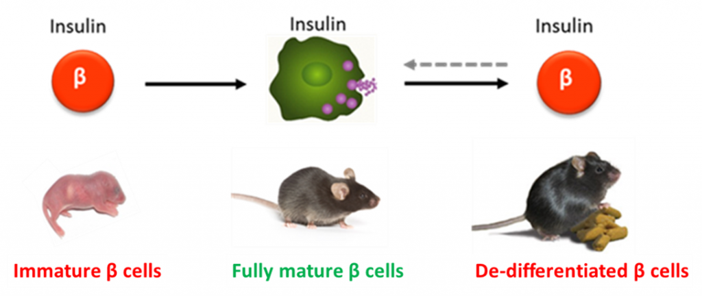Schematic of beta-cell maturation and de-differentiation